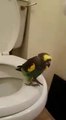 Il apprend à son petit perroquet à aller au toilettes... Trop drôle