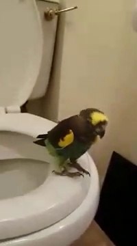 Il apprend à son petit perroquet à aller au toilettes... Trop drôle