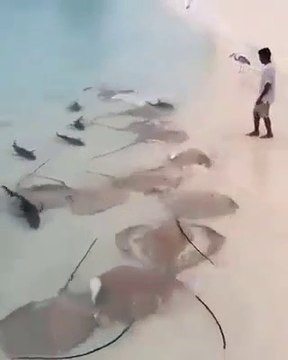 Des raies et des requins viennent en bord de plage pour manger... Magnifique