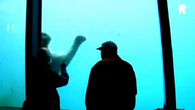 Un ours blanc brise la vitre d'un aquarium au zoo sous les yeux de 2 touristes... Terrifiant