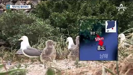 ‘지구 온난화’ 남해는 이미 아열대…10일 빨라진 바닷새 번식