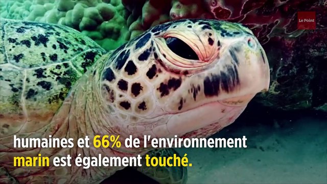 Un million d'espèces menacées d'extinction : le cri d'alarme de l'ONU