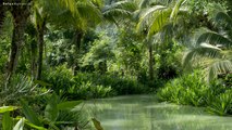 9 HOURS Rainforest │ Deep Jungle Sounds - Natural sound of a rainforest for relaxation, yoga, SPA