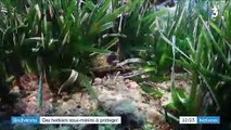 Méditerranée : les agents marins veillent à la protection des herbiers aquatiques