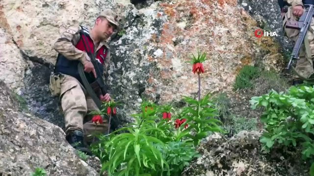 Ters laleler, jandarmanın koruması altında