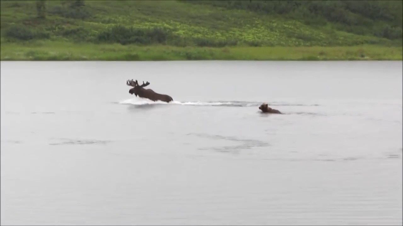 Un ours affamé prend en chasse un élan - Denali National Park