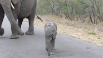 Un éléphanteau trop curieux rappelé à l'ordre par maman