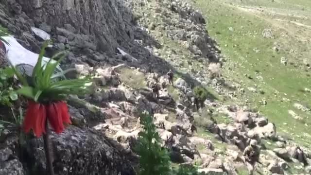 Ters Laleye Jandarma Koruması