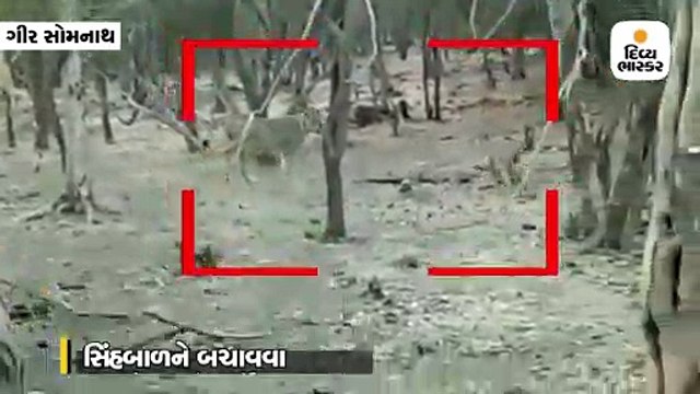 ગીરના જંગલમાં શ્વાન અને સિંહણ વચ્ચે યુદ્ધ થયું