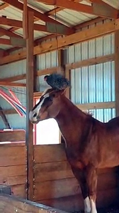 Amitié incroyable entre une poule et un cheval