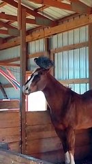Amitié incroyable entre une poule et un cheval