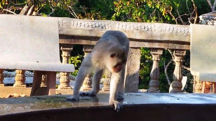 L'heure de la baignade pour ce groupe de singes... Moment de bonheur