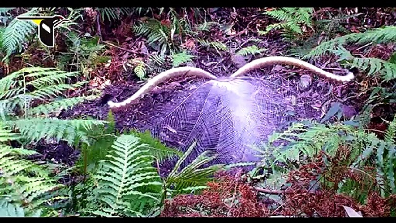 Cet oiseau est absolument magnifique  parade nuptiale du Ménure (Lyrebird)