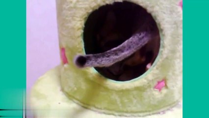 Mama Cat Carrying Baby Kittens