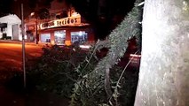 Galho de árvore caído na Rua Paraná atrapalha trânsito