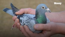 Someone Paid $1.4 Million for This Racing Pigeon