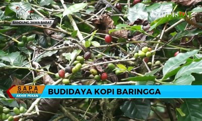 Скачать видео: Baringga, Kopi Hasil Budidaya Paskhas TNI AU