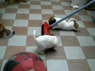 0511 - le jack et la brosse