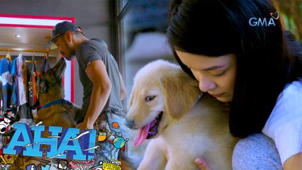 AHA!: Stress Reliever Dogs