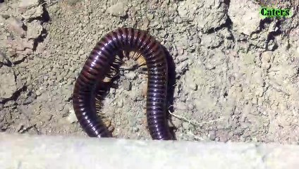 A millipede go to eat at night