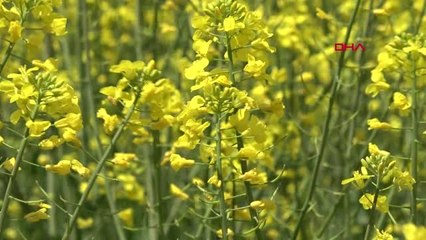 Konya Ovası'da Çiftçinin Yeni Gözdesi Kanola