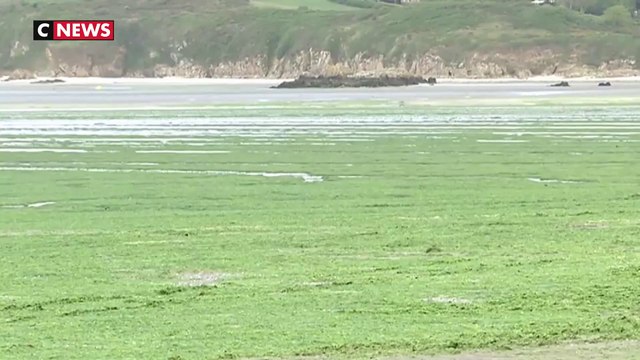 Les algues vertes déjà de retour en Bretagne