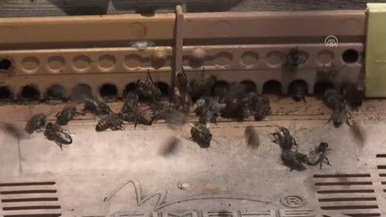 Huzur ve Bereket Ayı Ramazan - Ramazanda "Arı Ürünleriyle Dinç Kalın" Önerisi