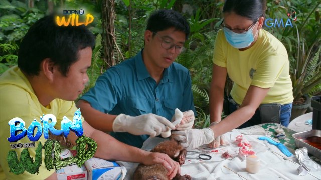Born to Be Wild: Rescuing a civet cat with a chronic wound on its tail