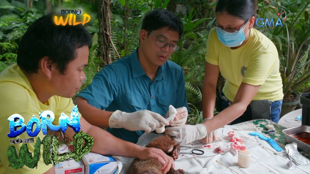 Born to Be Wild: Rescuing a civet cat with a chronic wound on its tail