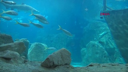 İstanbul-Dünyanın En Büyük Akvaryumunda Yılda 25 Ton Balık Tüketiliyor