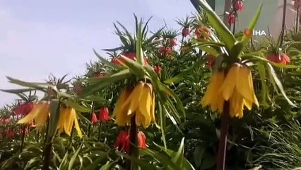 Van'da ‘hüzün çiçeği' ters laleler açtı