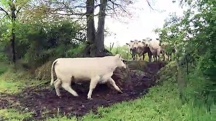 Coup dur pour les éleveurs français mis à la diète par l'UE