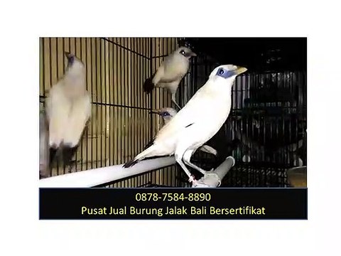 Jual Jalak Bali, 0878-7584-8890, Jual Jalak Bali Jakarta