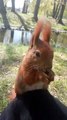 Hand-Feeding a Friendly Squirrel