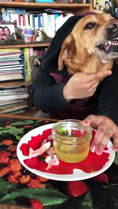 Doggo at the Dinner Table