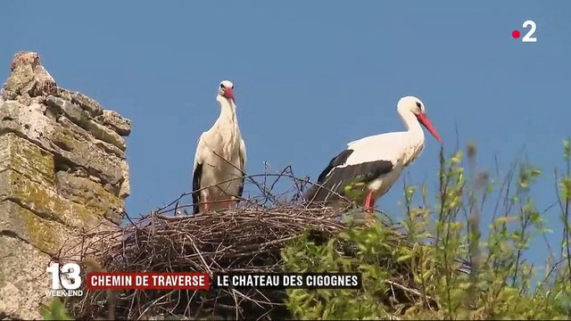 Manche : 170 cigognes ont élu domicile dans un château