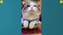 Tiktok Cat - Tik Tok Funny Cat - Cute Cat Videos Compilation 2019 #6  Adorable Cats