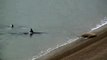 Des orques viennent jusque sur la plage pour chasser un éléphant de mer
