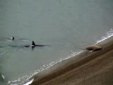 Des orques viennent jusque sur la plage pour chasser un éléphant de mer