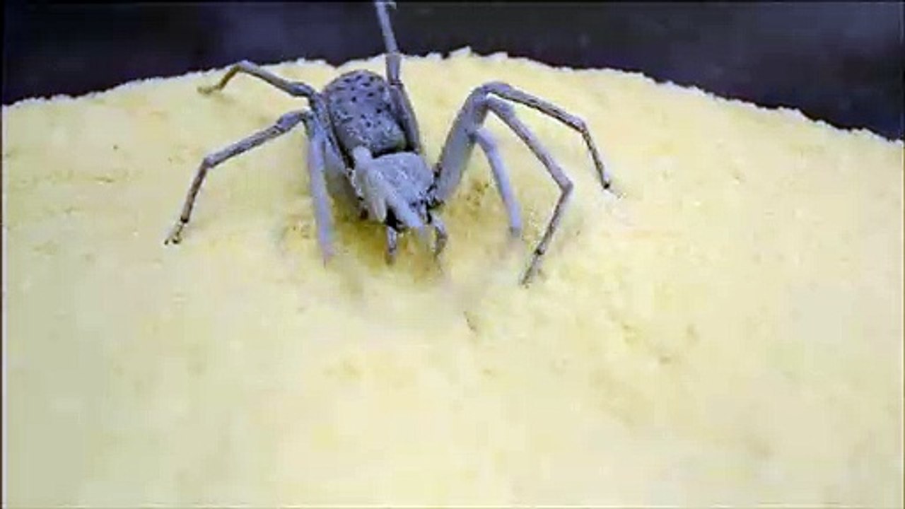 La technique de camouflage de cette araignée des sables est impressionnante