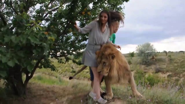 Une lionne vraiment très câline avec une touriste...
