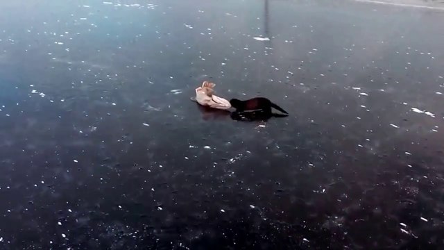 Ce jeune furet n'arrive pas à sortir un poisson du lac gelé... Trop dur