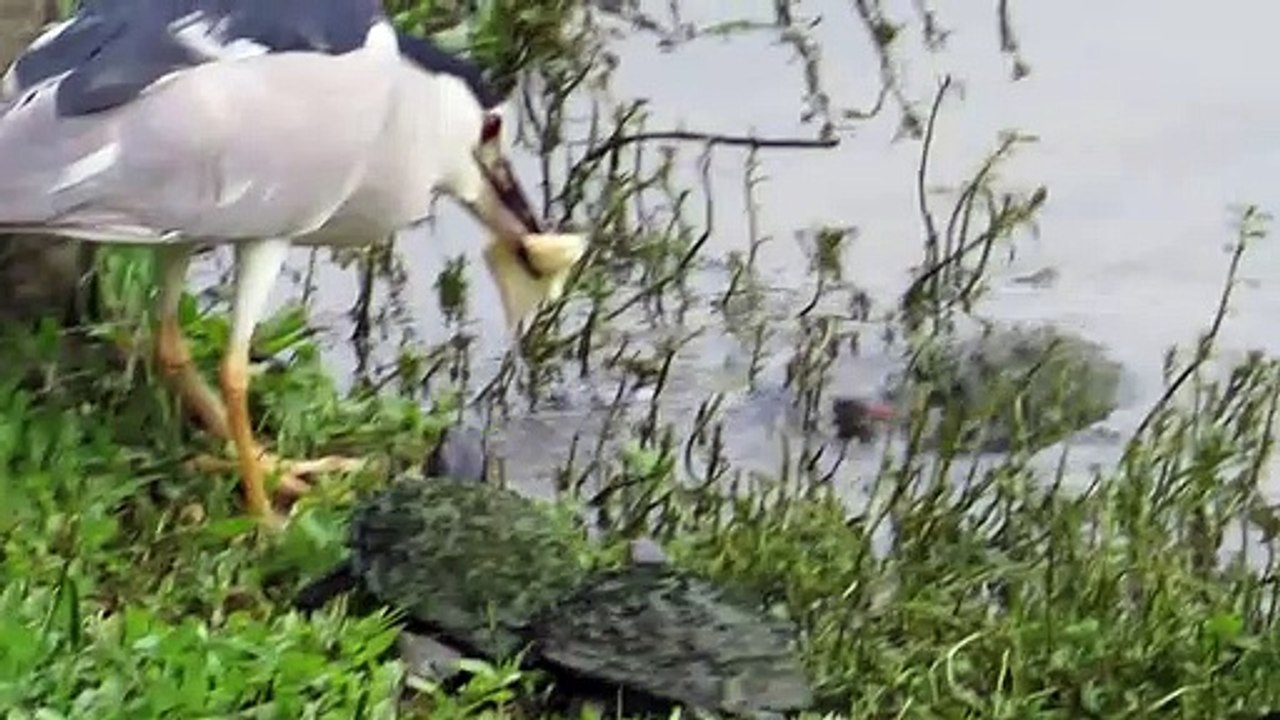 Des tortues poursuivent un oiseau pour lui voler son pain
