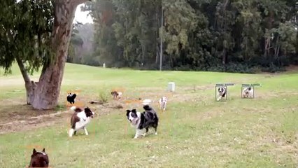 Dog Identification and Tracking