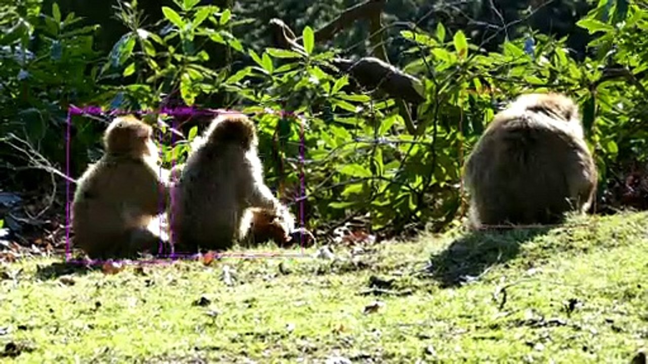 Monkey Tracking