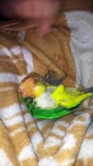 Parrot Playing His Favorite Game