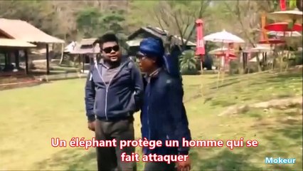 Quand les animaux sauvent des humains