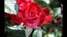 As Origens dos Perfumes  Rosas Vermelhas