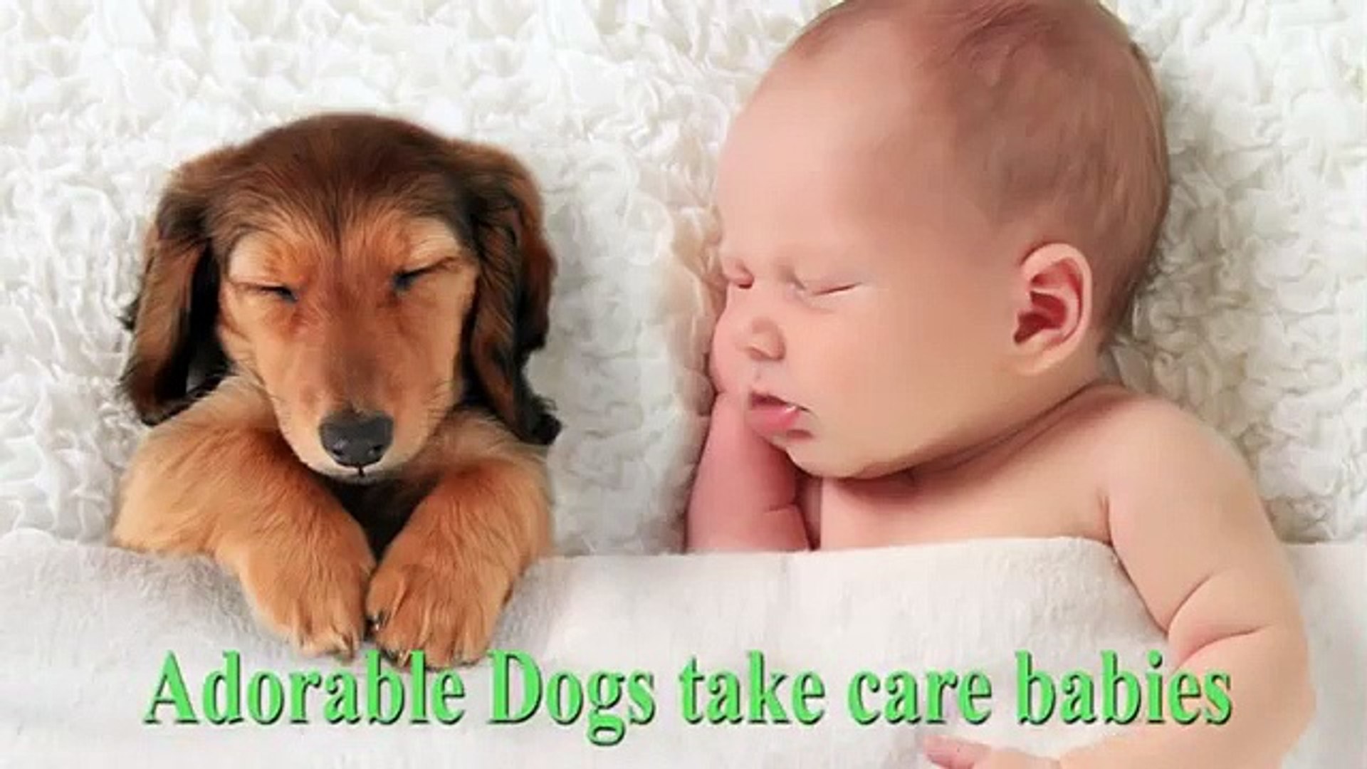Adorable Dogs take care babies Funny Babies and Pets