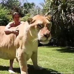 [] On vous présente le plus grand ligre au monde un félin hybride né de lu